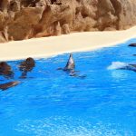 dolphins at loro park tenerife