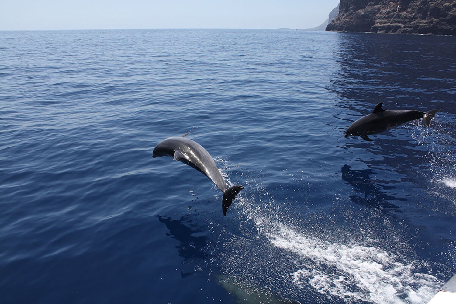 Dolphins Watching Tenerife, boat trips