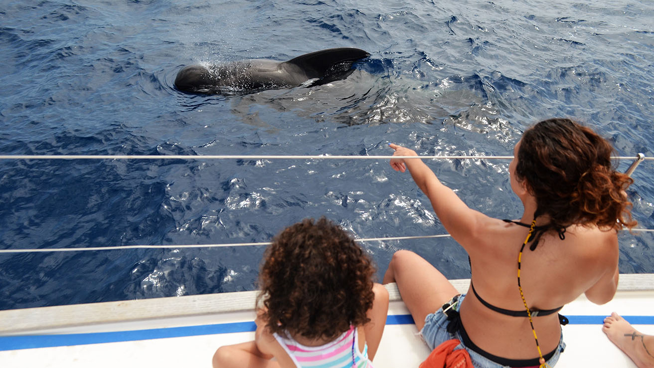 Whale Watching Tenerife